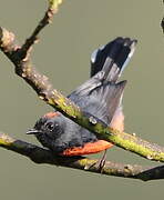 Slate-throated Whitestart