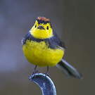Paruline ceinturée