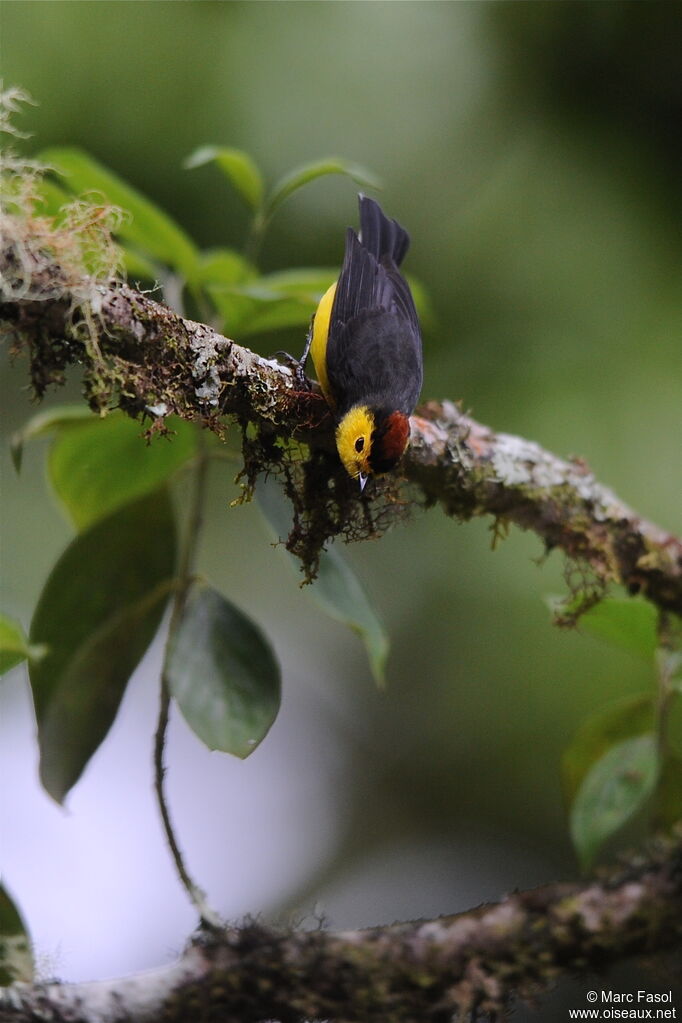 Collared Whitestartadult, song