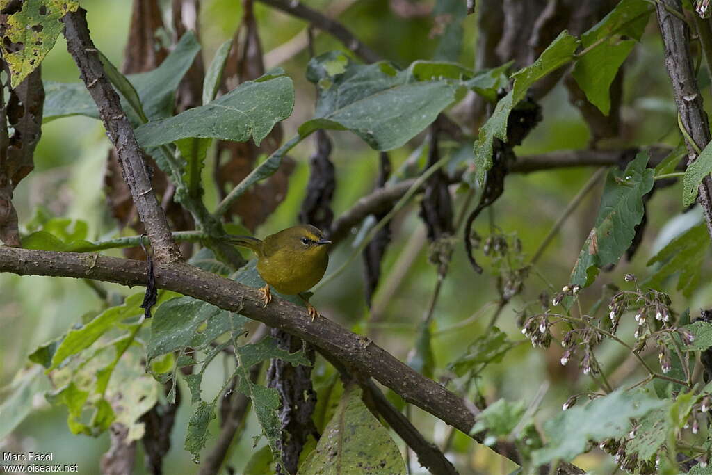 Paruline citrineadulte, habitat