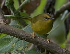 Paruline citrine