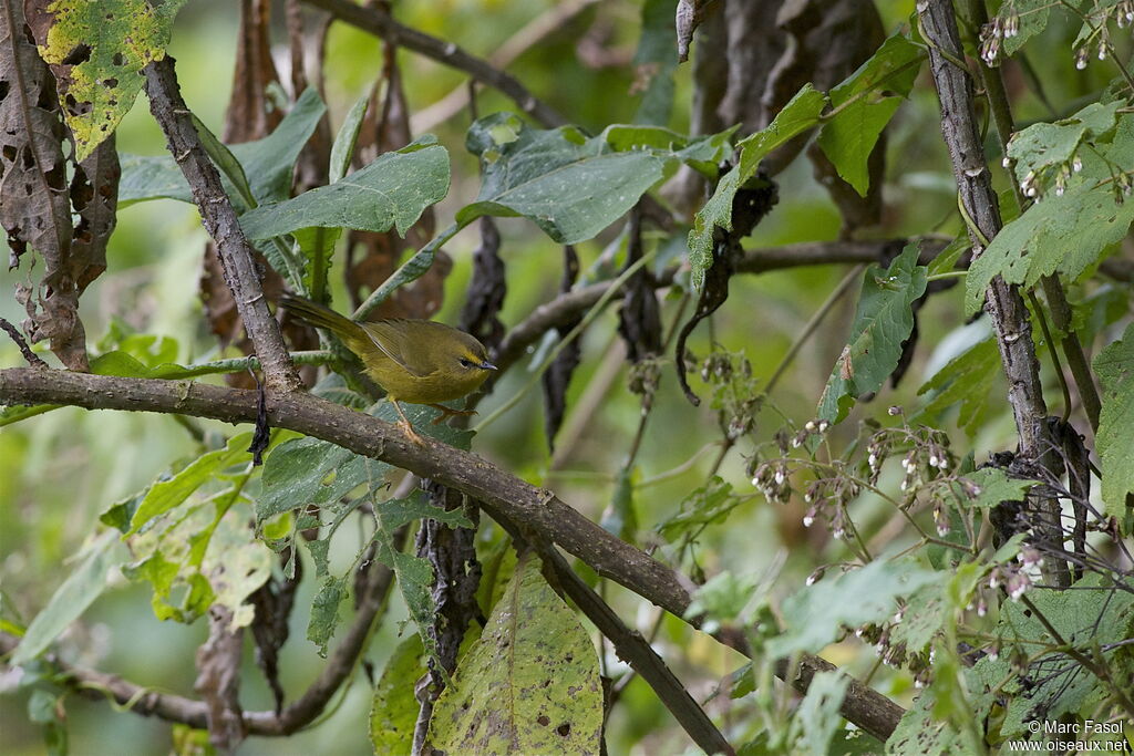 Citrine Warbler, identification