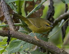 Citrine Warbler