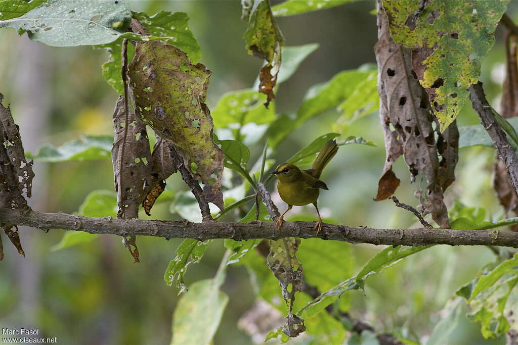 Paruline citrineadulte, habitat