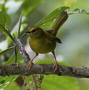 Paruline citrine