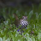 Paruline couronnée