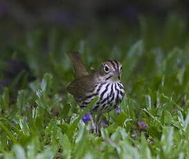 Paruline couronnée