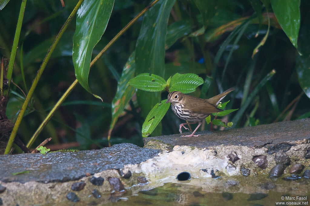 Paruline couronnéeadulte, identification