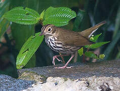 Ovenbird