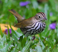 Ovenbird