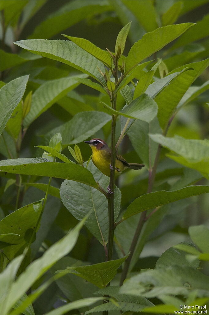 Paruline de Delattreadulte, habitat, pigmentation