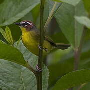 Chestnut-capped Warbler