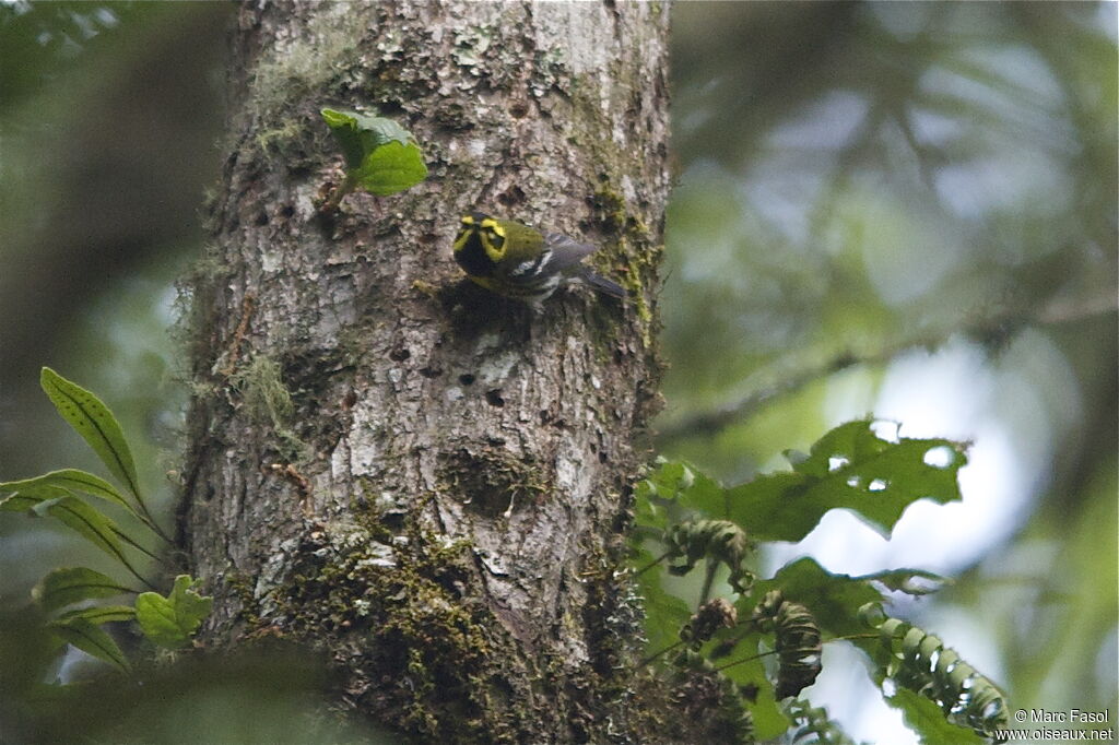 Paruline de Townsend mâle adulte nuptial, identification