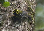 Paruline de Townsend