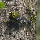 Paruline de Townsend
