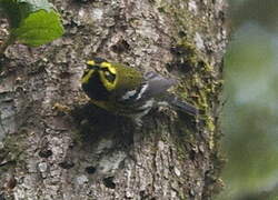 Townsend's Warbler