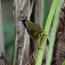 Paruline des bambous