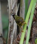 Olive-crowned Yellowthroat