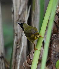 Paruline des bambous