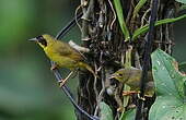 Paruline des bambous