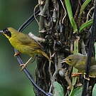 Paruline des bambous