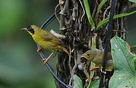 Olive-crowned Yellowthroat