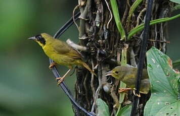 Paruline des bambous