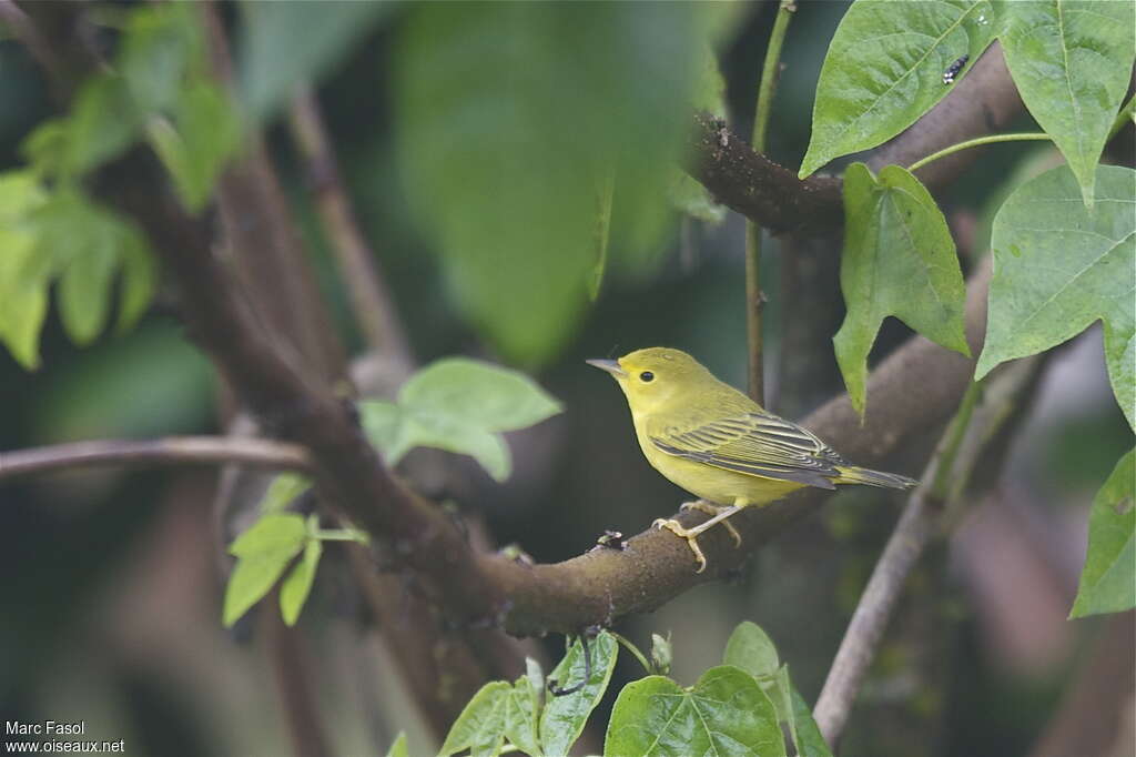 Mangrove Warbler female adult, identification