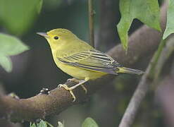 Mangrove Warbler