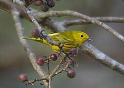 Mangrove Warbler