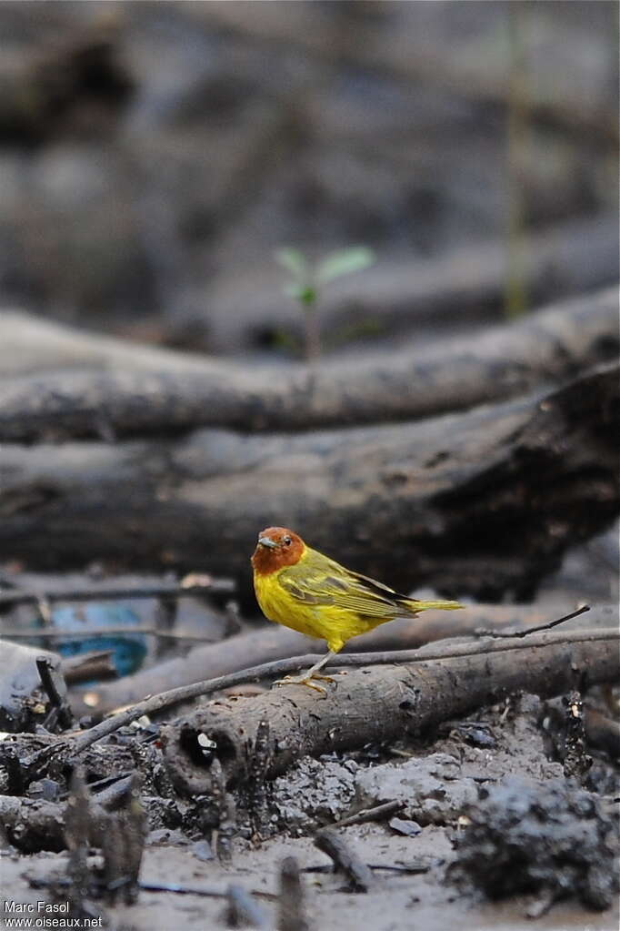 Mangrove Warbler male adult breeding, identification