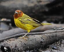 Mangrove Warbler