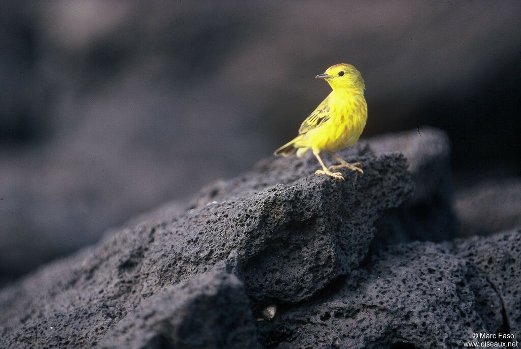 Mangrove Warbler male adult, identification