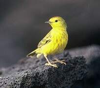 Mangrove Warbler