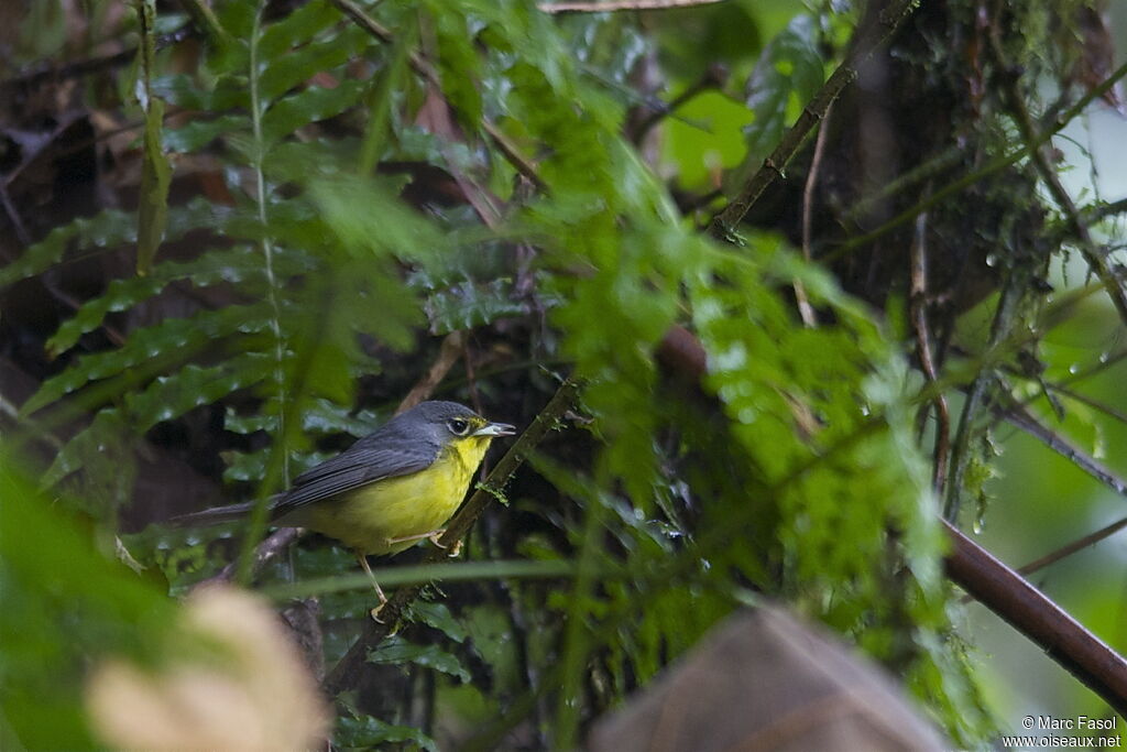 Paruline du Canada femelle adulte, identification