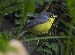 Canada Warbler