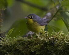 Canada Warbler