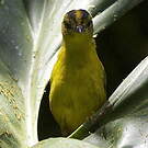 Paruline du Chocó