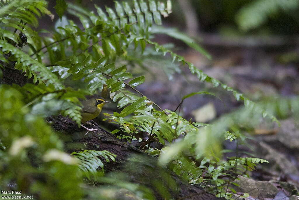 Kentucky Warbler male adult post breeding, habitat, Behaviour