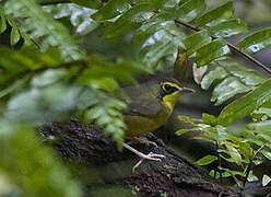 Kentucky Warbler