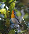 Paruline embrasée