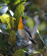 Flame-throated Warbler