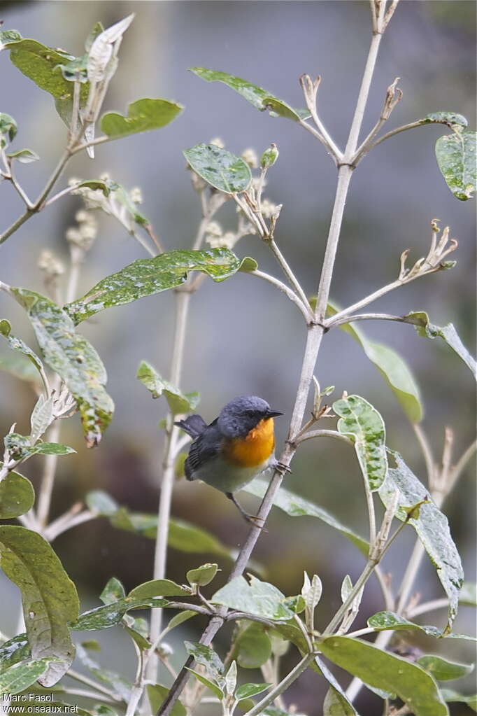 Paruline embraséeadulte, identification