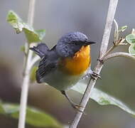 Flame-throated Warbler