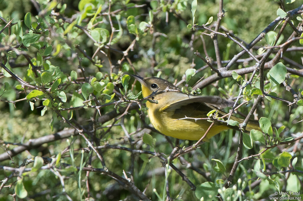 Masked Yellowthroat male adult, identification