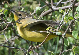 Masked Yellowthroat