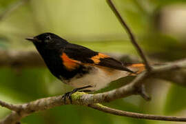 American Redstart