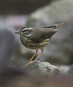 Louisiana Waterthrush