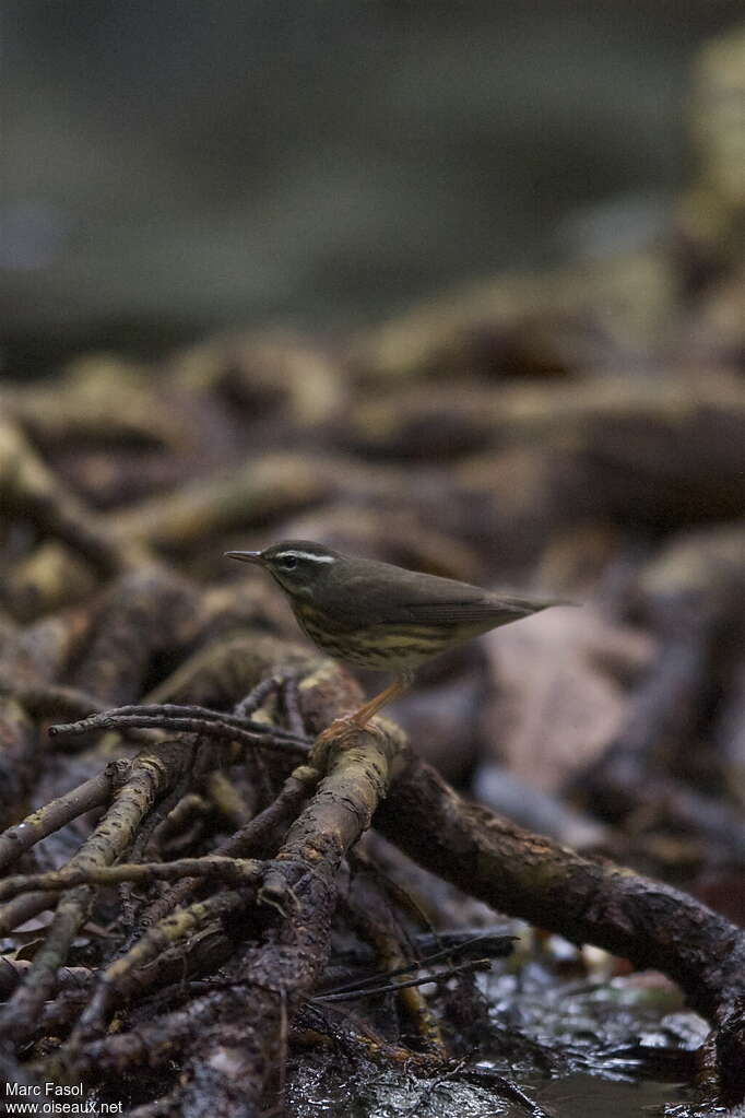 Louisiana Waterthrushadult, identification, Behaviour