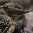 Paruline hochequeue